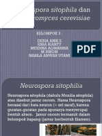 MIKOLOGI P - KELOMPOK 3 - Neurospora Sitophila Dan Saccharomyces Cerevisiae