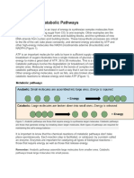 Anabolic and Catabolic Pathways