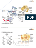 Nervous System.pdf