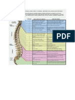 Coloana Vertebrala