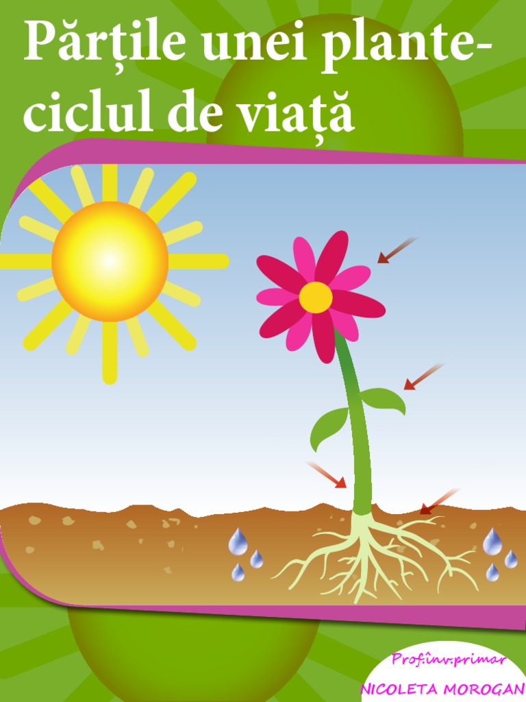 0 Partile Unei Plante PDF | PDF