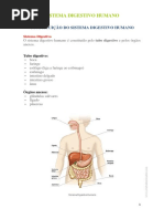 Sistema Digestivo