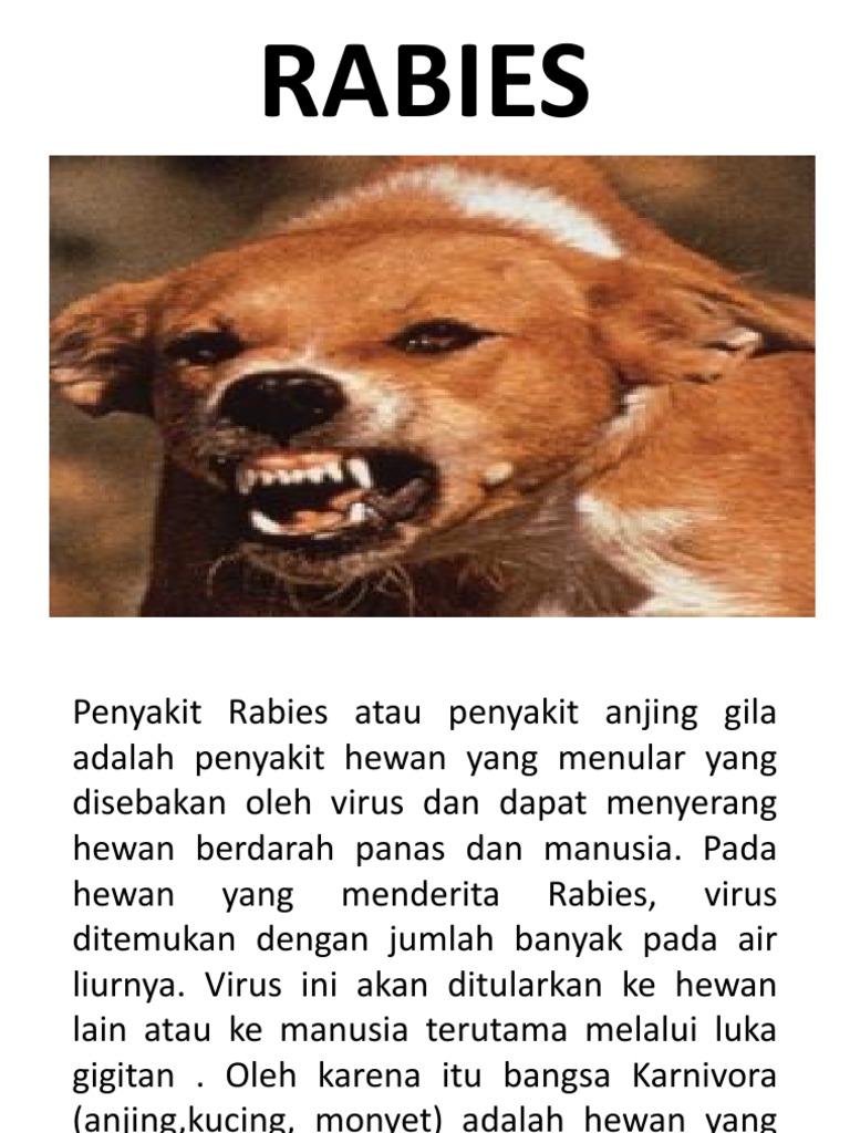 Penyakit Rabies: Gejala dan Penanganan | PDF