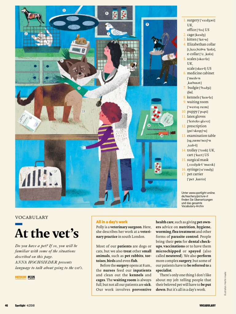 At The Vet's English Vocab PDF Veterinary Physician Neutering