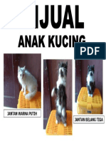 Anak Kucing