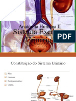 Anatomia EF 2013 Módulo Sistema Excretor