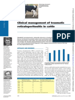 Clinical Management of Traumatic Reticuloperitonitis in Cattle