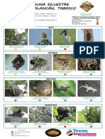 Fauna silvestre de Balancán, Tabasco: Aves, anfibios, reptiles y mamíferos en riesgo