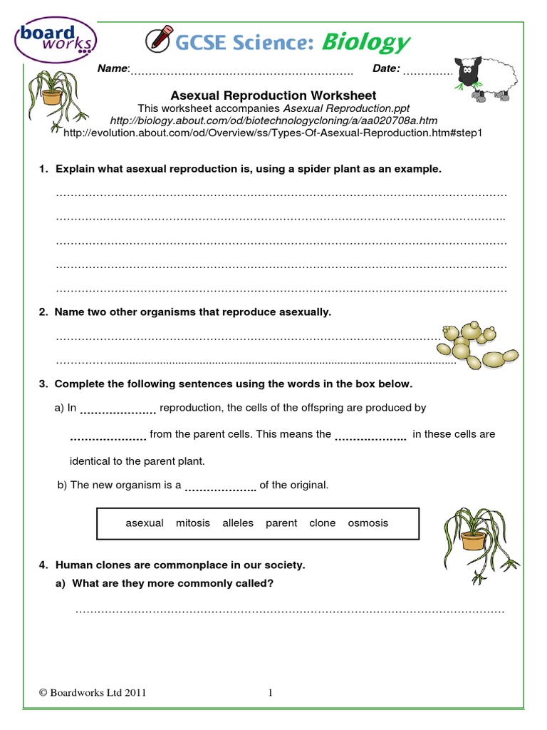 Asexual Reproduction Worksheet BoardWorks Reproduction Cloning