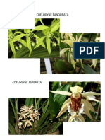 COELOGYNE PANDURATA.docx