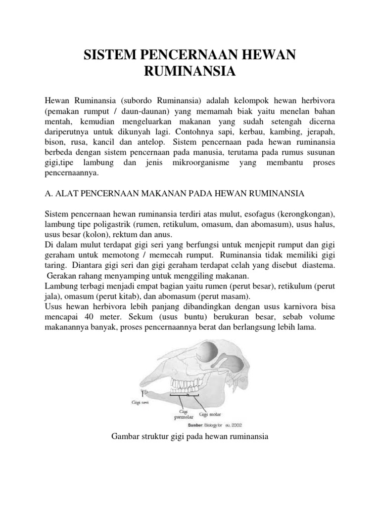 Sistem Pencernaan Hewan Ruminansia
