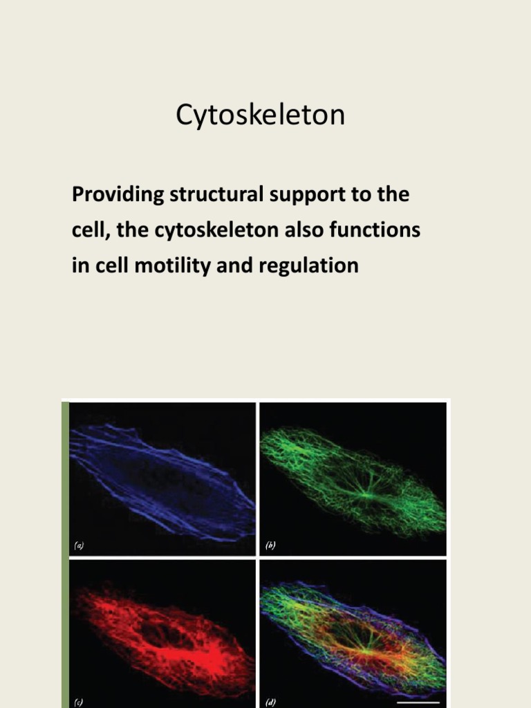Cytoskeleton Providing Structural Support To The Cell, The