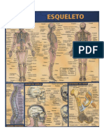 Anatomia Esqueleto Humano.pdf