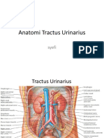 Anatomi Tractus Urinarius
