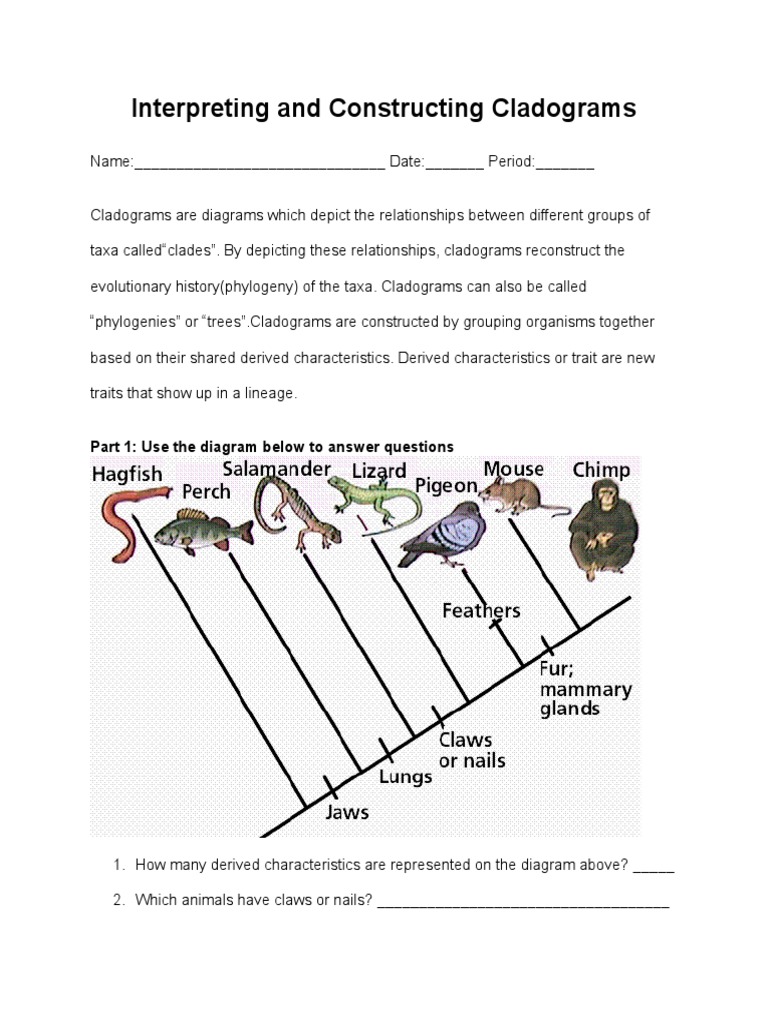 Interpreting And Constructing Cladograms Lab Phylogenetic Tree Organisms