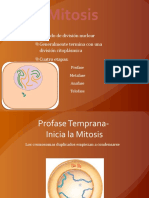 Mitosis Fisiologia