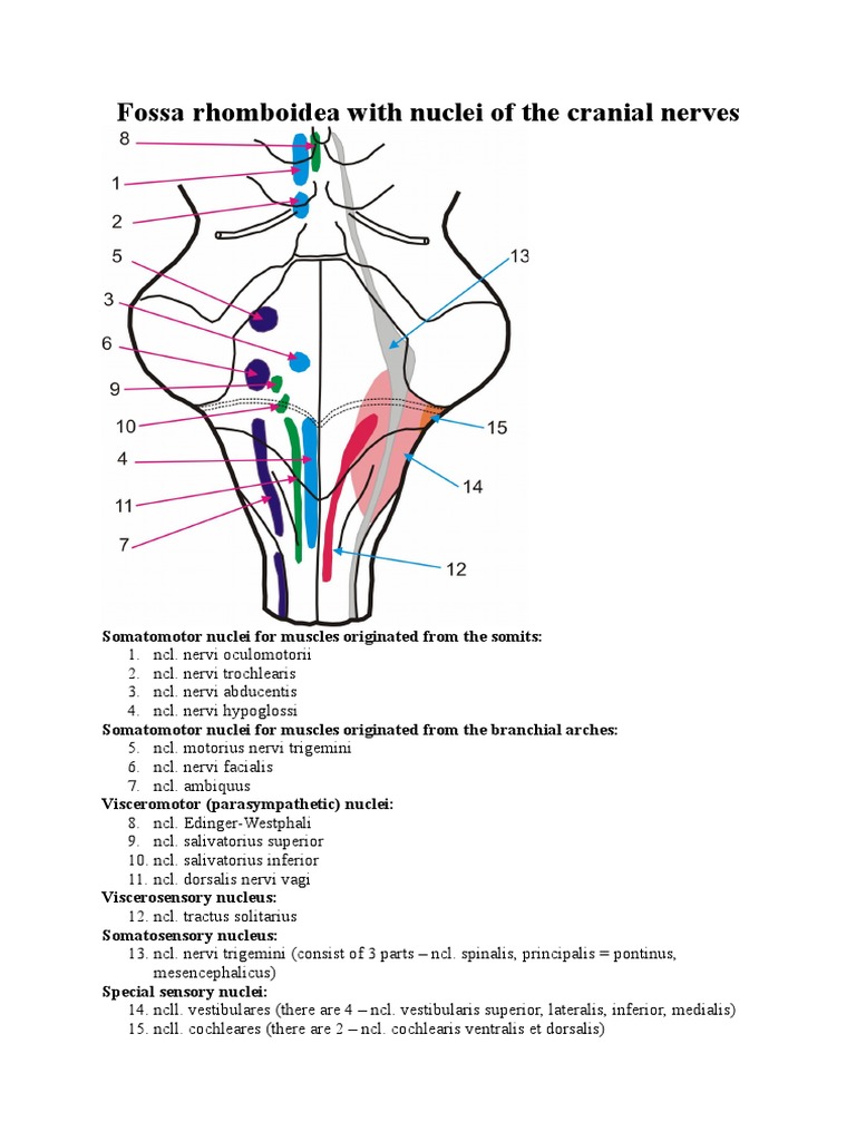 Fossa Rhomboidea AP | PDF