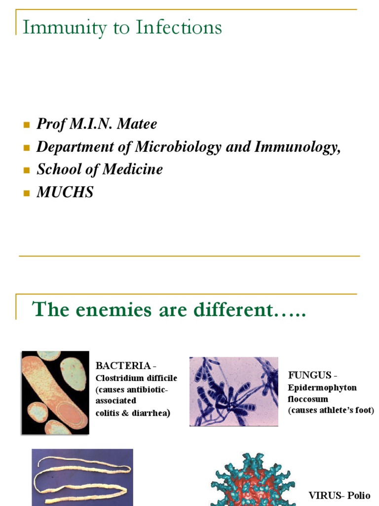 Overview of Immunity to Infections | PDF | Macrophage | Immune System