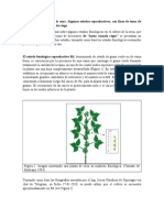 Algunos Estados Fenologicos de Soya Con Fines, de Toma de Desición de Riego Diproagro Enero 2019