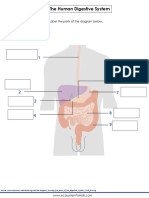 The Human Digestive System: Label The Parts of The Diagram Below