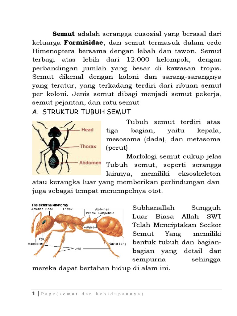 Respirasi Manusia Hewan Dan Tumbuhan