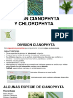 Cianophyta y Chlorophytas