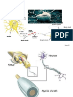 Signal Direction Dendrites