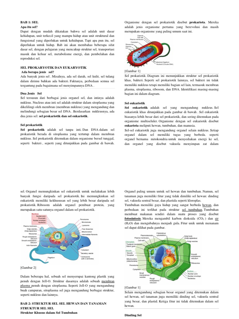 Gambar Sel Hewan Dan Tumbuhan Yang Mudah Digambar Gambar Gambar Sel Hewan Dan Tumbuhan Yang Mudah Digambar Gambar