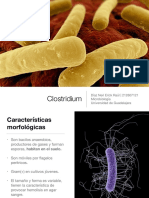 Clostridium Microbiología