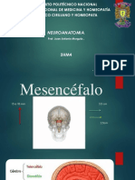 Mesencéfalo