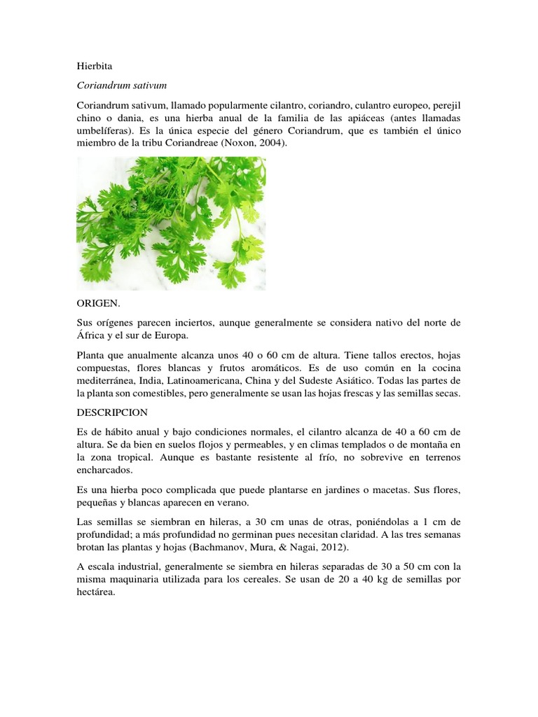 HIERBITA | PDF | Cilantro | Cocinando
