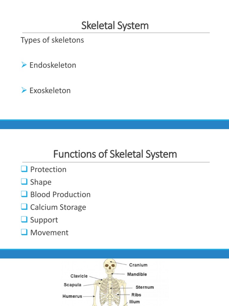 Skeletal System Types of Skeletons Endoskeleton Exoskeleton PDF