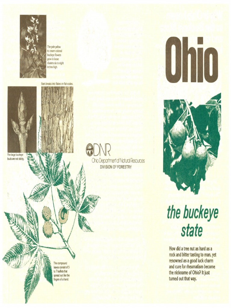 Buckeye Origin of Name