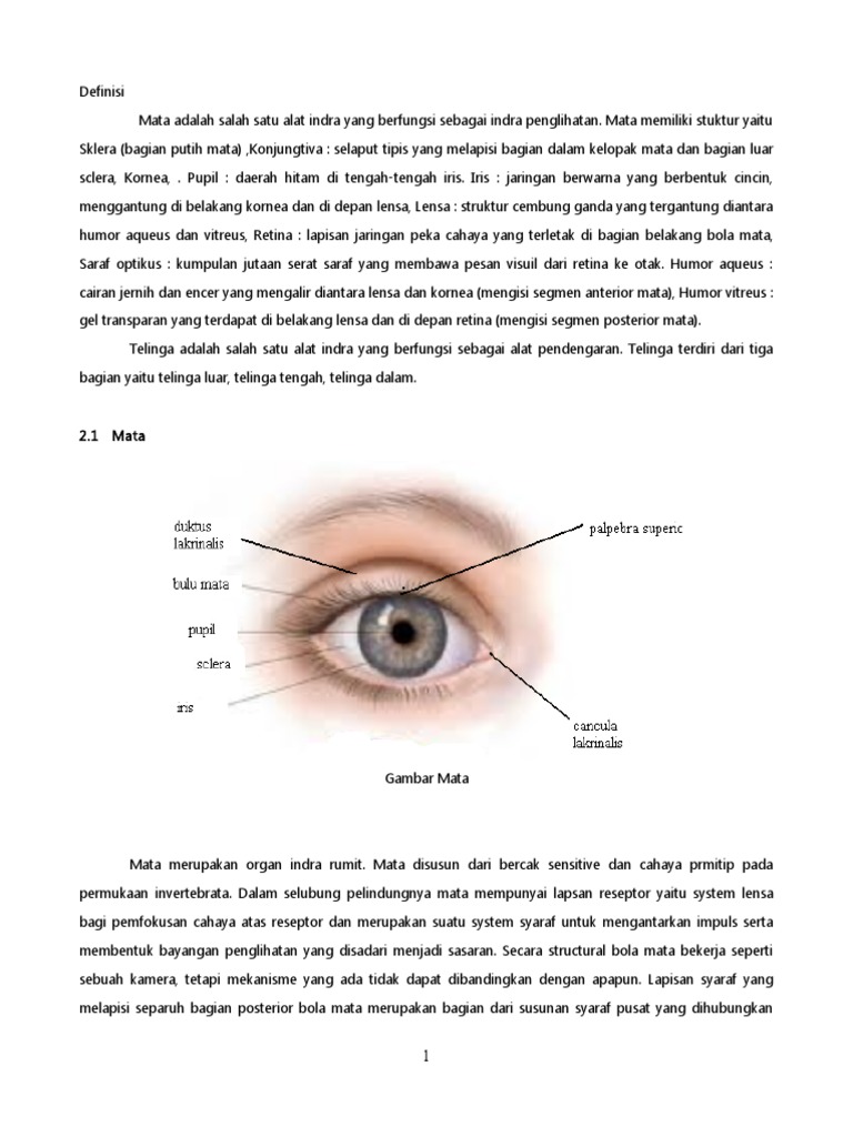 Melihat Dengan Mata Dikecilkan Karena Silau Berbagai Mata