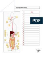 547 Dig Anatomy