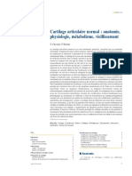 Cartilage Articulaire Normal