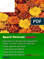 Specii Floricole-Anuale-Bienale-Perene