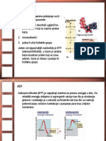 4 Celija I Biomolekuli III Nukleinske Kiseline I Sinteza Proteina PDF