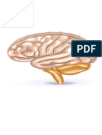 Cerebro Humano