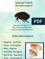 Parasitologi Praktek - Ordo Siphonaptera