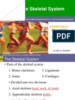 The Skeletal System: Essentials