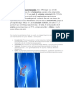 Factores que afectan la supervivencia de los espermatozoides