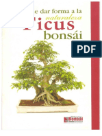 Ficus Bonsai