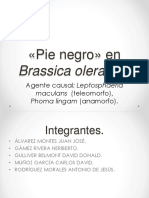 Pie Negro en Brassica Oleracea