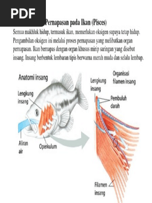  Gambar  Organ Pernapasan Ikan Gambar  Ikan HD