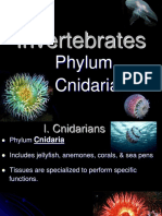 Cnidarian Notes Part 2