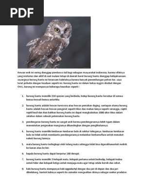 55 Mendeskripsikan Burung Hantu Dalam Bahasa Inggris HD