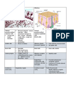 Lung Epithelium