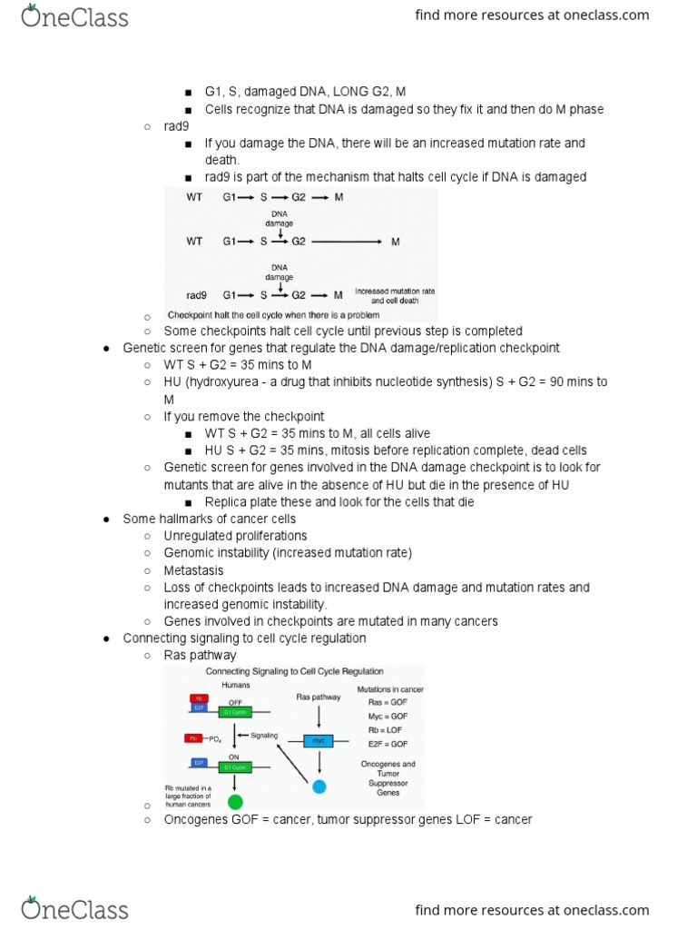 DNA Damage Checkpoints and Cancer | PDF