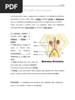 3º Ano-funcao_excretora (1)